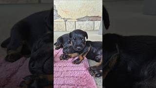 dogtraining puppy puppies puppylife jagdterrier terrier puppyvideos cutepuppies [upl. by Aiselad]