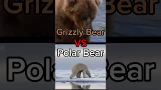 Grizzly Bear vs Polar Bear grizzlybear polarbear [upl. by Lladnor417]