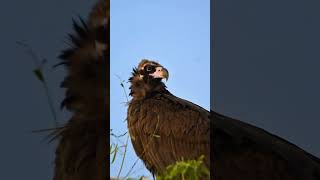 The Cinereous vulture [upl. by Jeffcott]