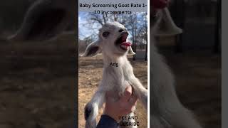 Baby Screaming Goat this goat is a screamer [upl. by Salomie]