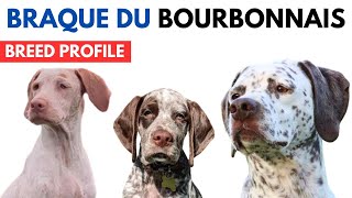 Braque du Bourbonnais Breed Profile History  Price  Traits  Braque du Bourbonnais Grooming Needs [upl. by Poland128]