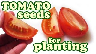 How To Save Tomato Seeds  Heirloom Tomatoes Seed Savers  Growing Organic Fruits Vegetable Jazevox [upl. by Lindi490]