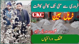 COTTON CKC BS White Queen 5G CYTO Verity information in Farming TAJ ZARI FARM [upl. by Anaahs]