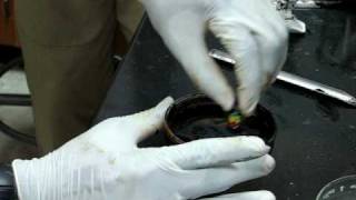 Magnetic Liquid  Synthesis of a ferrofluid [upl. by Mir99]