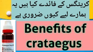 Benefits of crataegus uses  with homeopathic Doctor Abidaکریٹگس کے فائدے کیا ہیں۔ dill ka ilaaj [upl. by Frida]