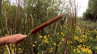 Cattail catastropheThe drought ruined my video [upl. by Eniladam]