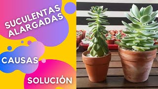 SUCULENTAS ESTIRADAS 🌱 etiolación  ¿Porqué sucede  ✅ SOLUCIÓN [upl. by Zulaledairam309]