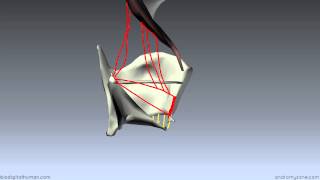 Muscles of the Larynx  Part 2  3D Anatomy Tutorial [upl. by Scriven]