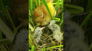 Amazing Bird Nest birds reviewbirdnest birdhome wildlife birdznest birdnest nature [upl. by Bohlen]