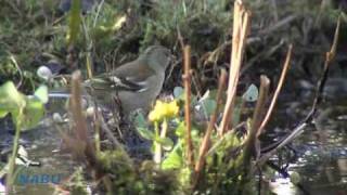 NABUMitmachAktion Stunde der Gartenvögel [upl. by Karoly]