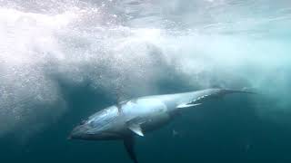 Fishing for Giant Bluefin Tuna off Cape Cod Massachusetts [upl. by Eitsirhc]