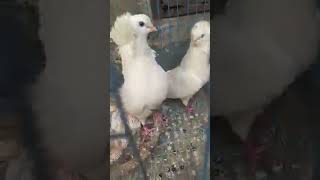 pigeon babyanimals kobutor birds babybirdshortvideo shortsfeed shortvideo short [upl. by Lucila701]