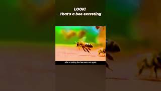 Bee Excreting viral shorts [upl. by Manas963]