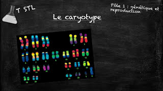 Capsule n°2  le caryotype [upl. by Ermin]