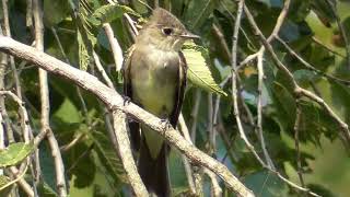 Flycatcher Catching Flies [upl. by Ajroj]