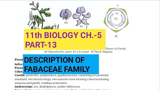 Class 11 BiologyCh5 Part13Description of Fabaceae familyStudy with Farru [upl. by Kawai69]