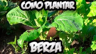 Como Plantar Berza Asturiana  Huerto Ecologico  Huertina De Toni [upl. by Pilif269]