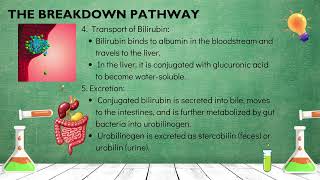 Hemoglobin Catabolism Part 1 [upl. by Nipahc943]