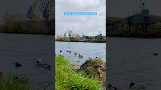 📍Herouville Saint Clair  Ducks having great time at Canal de Caen Monday armistice holiday [upl. by Erdnassak]