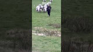 Hilarious moment women chased by flock of sheep as pals laugh [upl. by Cohn]