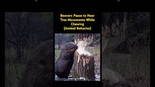 Beavers Pause to Hear Tree Movements While Chewing…🦫 music song beaver animals [upl. by Allak]