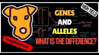 Genes and Alleles What is the difference [upl. by Latsyrc]