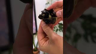 Harvest time of my Amaryllis hybrid seeds hippeastrum houseplants shorts youtubeshorts [upl. by Eadith877]