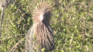 Reddish Egrets Swoop in by Hundreds on Most Important Nesting Habitat [upl. by Razaele]