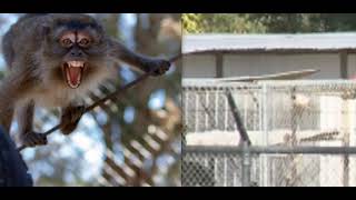 ALERT 43 Monkeys Escape S Carolina Research Facility Police Warn Residents to Lock Windows Doors [upl. by Bobinette]