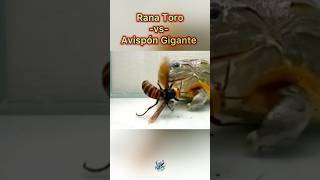 Avispón Asiático Gigante Vs Rana Toro 🐸 🐝 Final inesperado 👀🙈 [upl. by Ilene266]