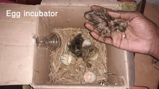 How to make incubator at home100 Result  Duck hatching Incubator [upl. by Suirtimid]