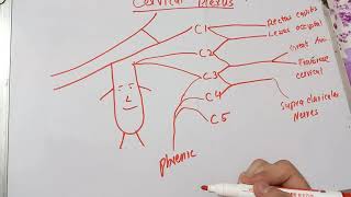 Cervical Plexus  Easy Drawing in 2 minutes  With and without Ansa Cervicalis [upl. by Monafo]