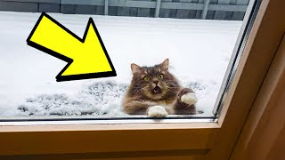 Freezing Cat Begs to Be Let Into The HouseMan is Shocked When This Happens [upl. by Labotsirhc4]