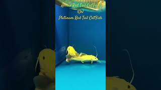 MNA Shorts  Albino Red Tail CatFish  Platinum Red Tail CatFish catfish redtailcatfish fish [upl. by Janos]