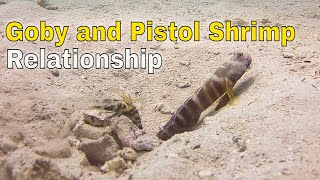 The Goby and Pistol Shrimp Relationship Facts [upl. by Halsey]