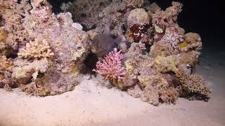 Gymnothorax javanicus by night sea sealife nature naturelovers naturephotography seaanimals [upl. by Eglantine]