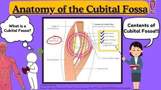 Cubital Fossa Anatomy Explained Easy  Cubital Fossa of elbow  Upper Limb Anatomy by Novice Medic [upl. by Nale]