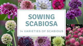 How To Sow Scabious  Sowing Pincushion Flowers [upl. by Chemash]