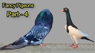 বিশ্বের সবচেয়ে সুন্দর 10টি ফেন্সি কবুতর  10 Most Beautiful Fancy Pigeons In The World Part  4 [upl. by Huda]