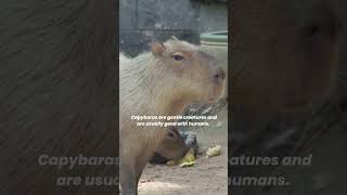 Why Capybaras are So Friendly The capybara is the friendliest animal in the world animalfact [upl. by Htiderem182]