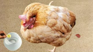 Prevention Control and Treatment for Coccidiosis in Chickens  Dr ARSHAD [upl. by Llekcor]