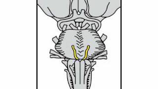 Neurologic Exam Cranial Nerves Anatomy  Cranial Nerve 6 [upl. by Libre]