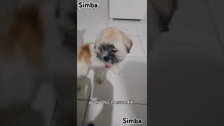 pets cachorro simba olho de jabuticaba [upl. by Raf]