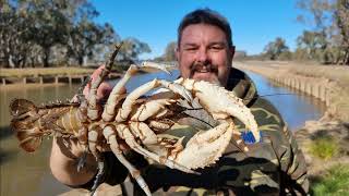 I hit the freshwater crayfish jackpot [upl. by Wyn]