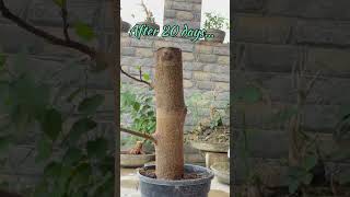 Ficus racemosa cutting propagation bonsai [upl. by Body]