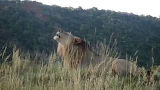 Leão rugindo em safári Shamwari Game Reserve África do Sul [upl. by Chuah]