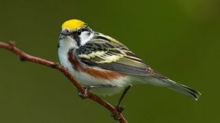 Birding Warblers [upl. by Adamsun184]