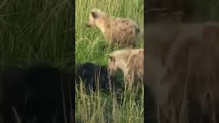 Hyenas attack newborn calves [upl. by Lehctim]