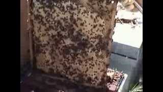 El maravilloso mundo de las abejas  The wonderful world of bees [upl. by Ettegirb]