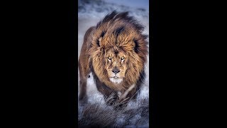 40 Best Lion Quotes Ideas And Photos [upl. by Gylys]